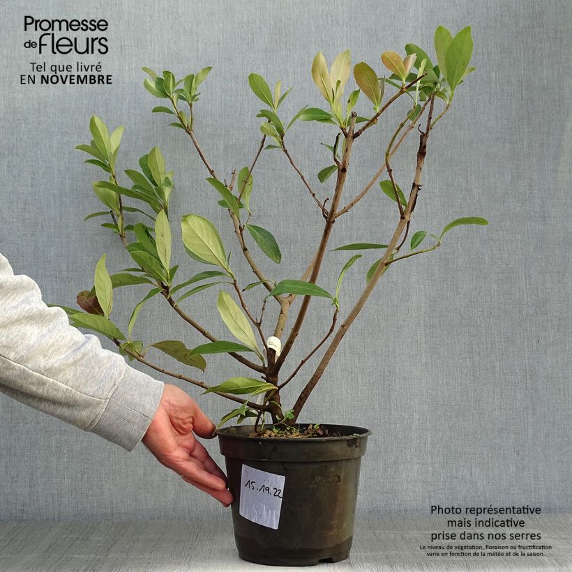 Viburnum odoratissimum Coppertop 3L/4L pot sample as delivered in autumn