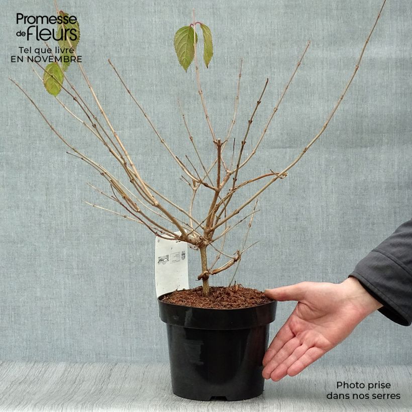 Viburnum plicatum Mariesii 3L/4L pot sample as delivered in autumn