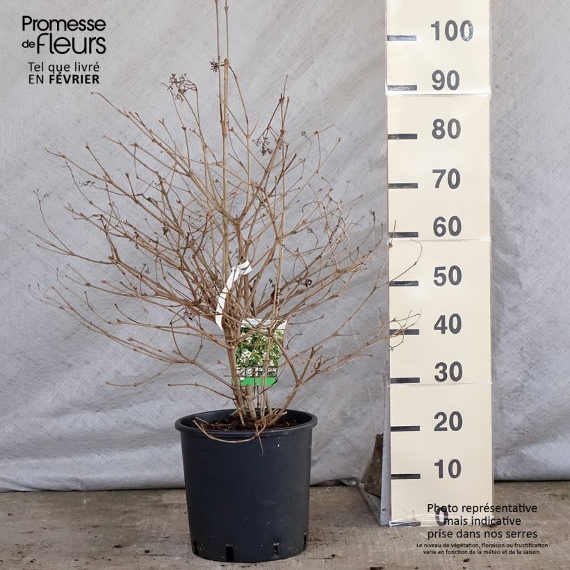 Viburnum plicatum Watanabe 7.5L/10L pot sample as delivered in winter