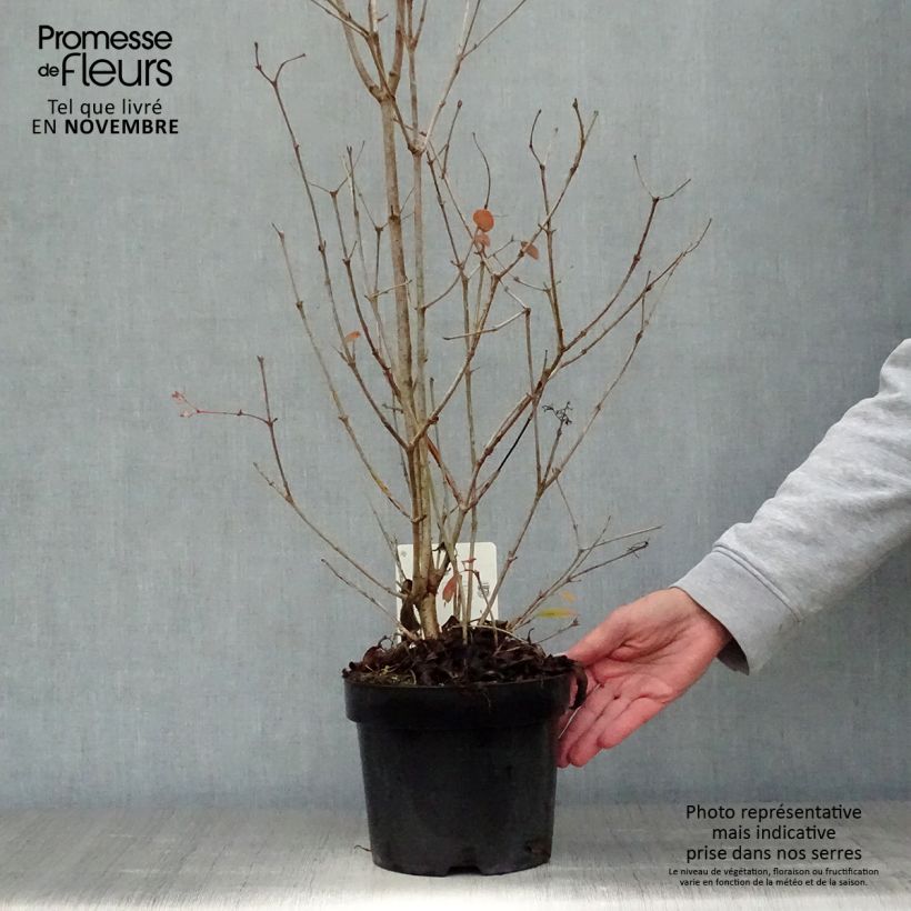 Viburnum plicatum Watanabe 3L/4L pot sample as delivered in autumn