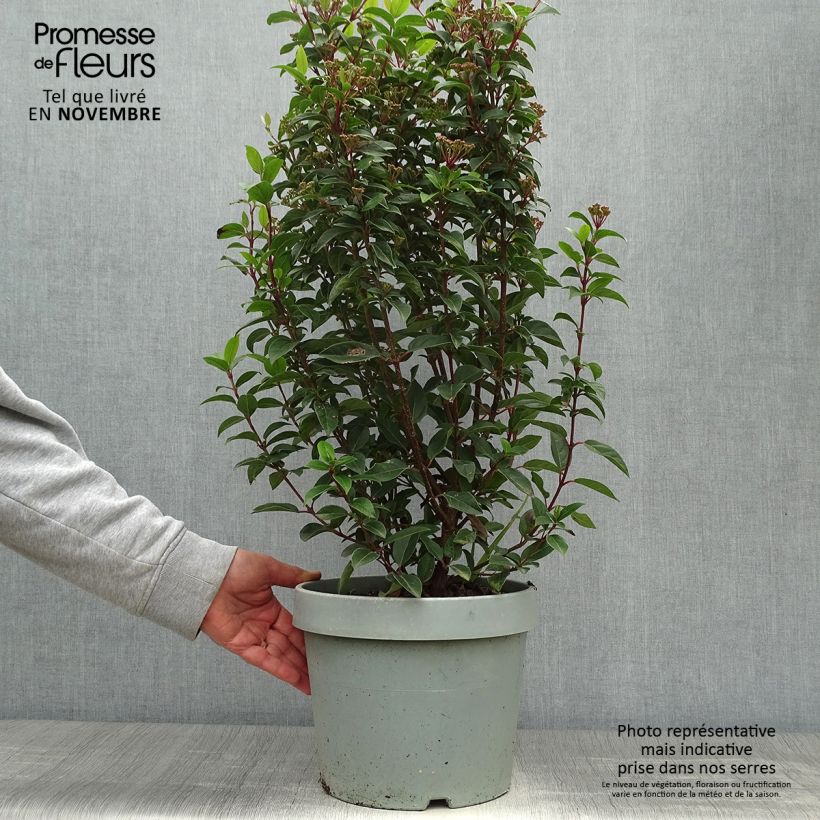 Viburnum tinus Eve Price 7.5L/10L pot sample as delivered in autumn