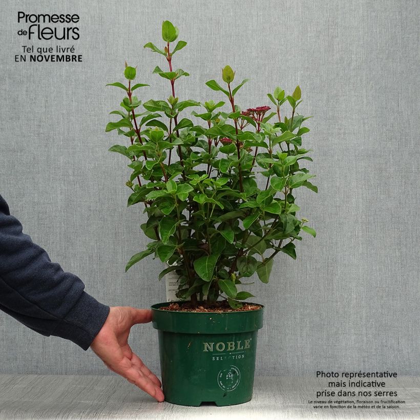 Viburnum tinus Lisarose - Laurustinus 3L/4L pot sample as delivered in autumn