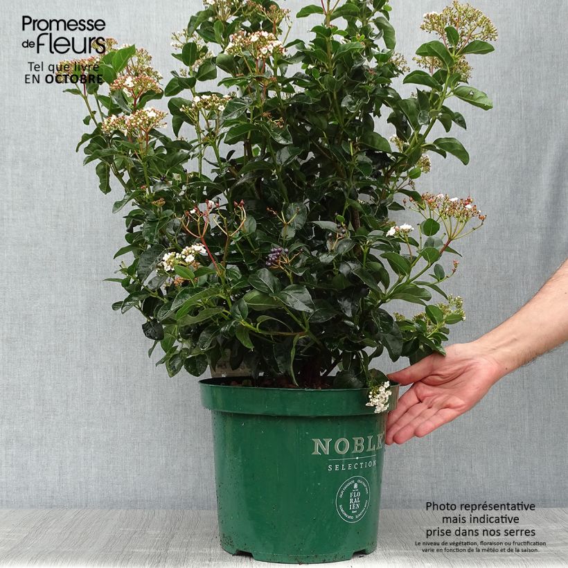 Viburnum tinus Lisarose - Laurustinus 7.5L/10L pot sample as delivered in autumn