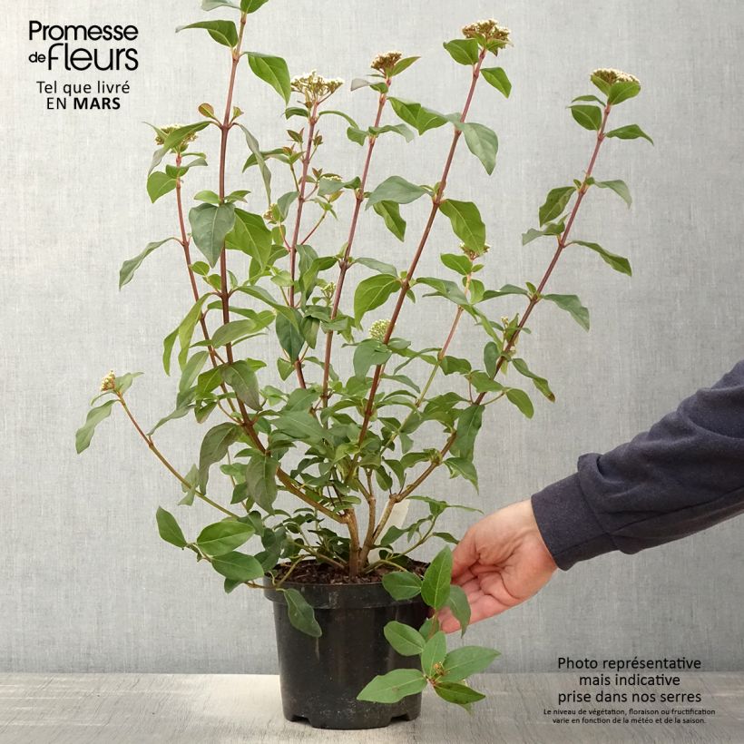Viburnum tinus Purpureum 2L/3L pot sample as delivered in spring