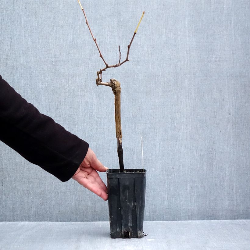 Vitis vinifera Albarossa - Grapevine 1.5L/2L pot sample as delivered in autumn