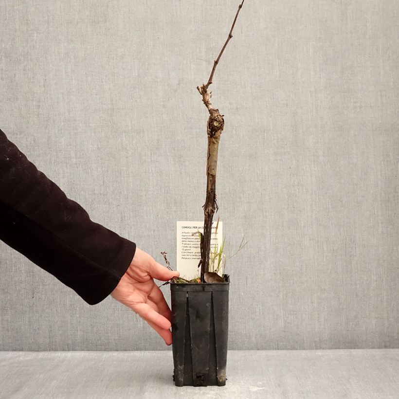 Vitis vinifera Albarossa - Grapevine 1.5L/2L pot sample as delivered in winter