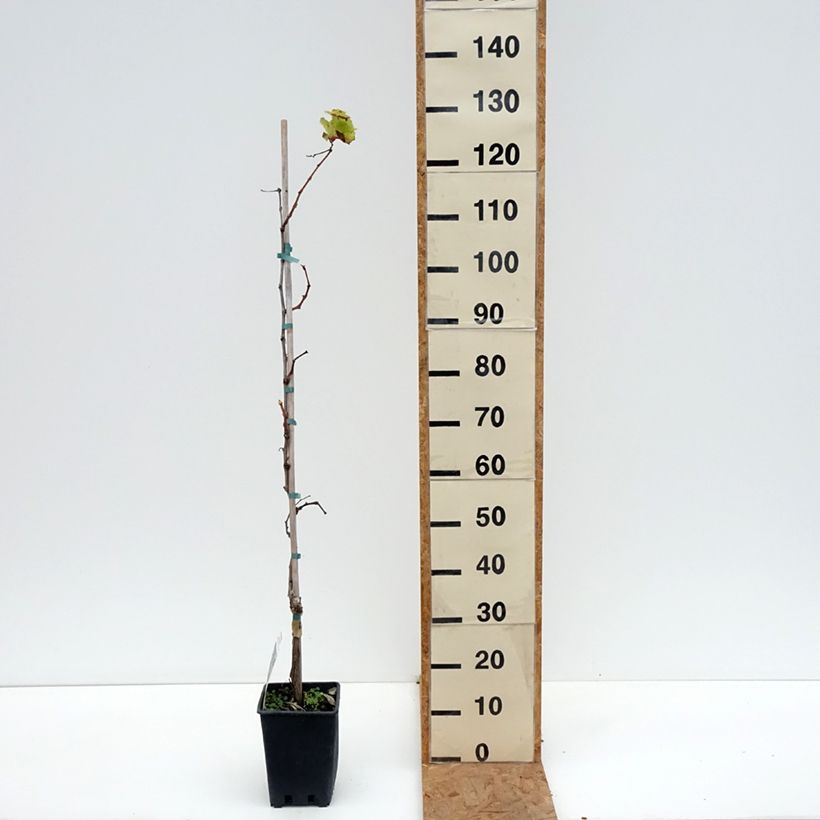 Alphonse Lavallée Vine - Vitis vinifera 3L/4L pot sample as delivered in autumn
