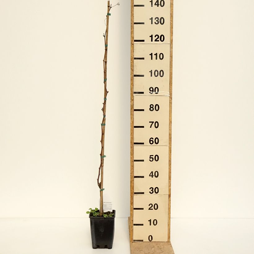 Alphonse Lavallée Vine - Vitis vinifera 3L/4L pot sample as delivered in spring