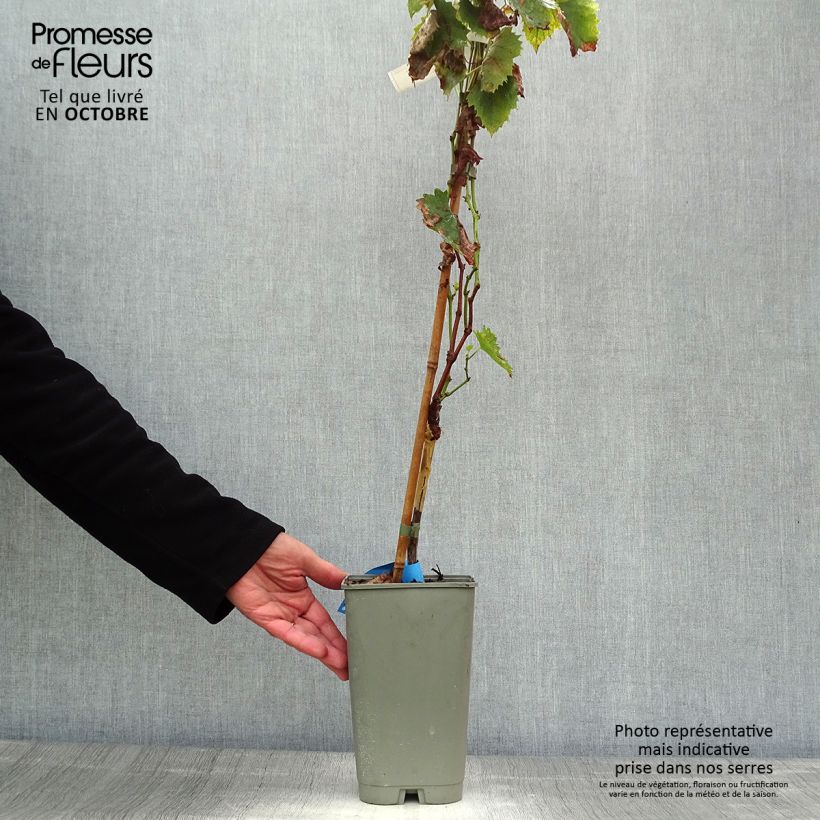 Vitis vinifera Ampelia Amandin - Grape vine 2L/3L pot sample as delivered in autumn