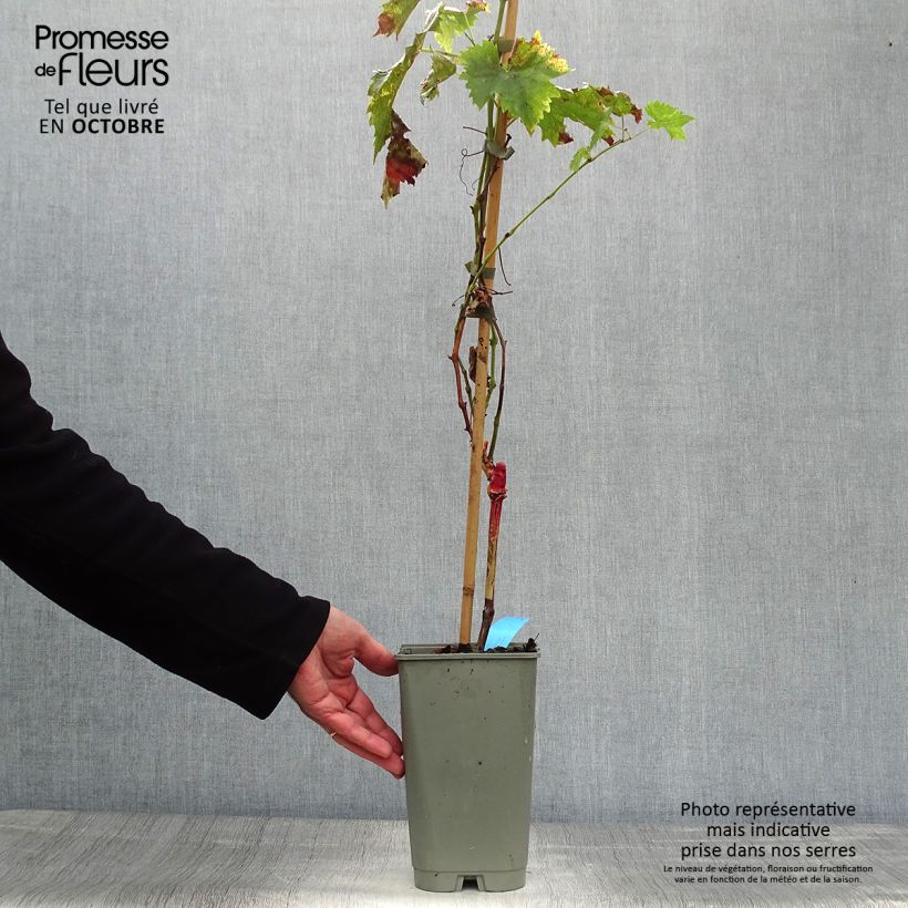 Vitis vinifera Ampelia Candin - Grape vine 1.5L/2L pot sample as delivered in autumn