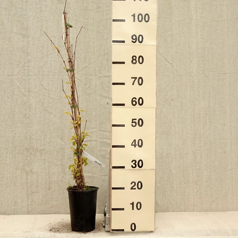 Vitis amurensis Amurensis 3L/4L pot sample as delivered in spring