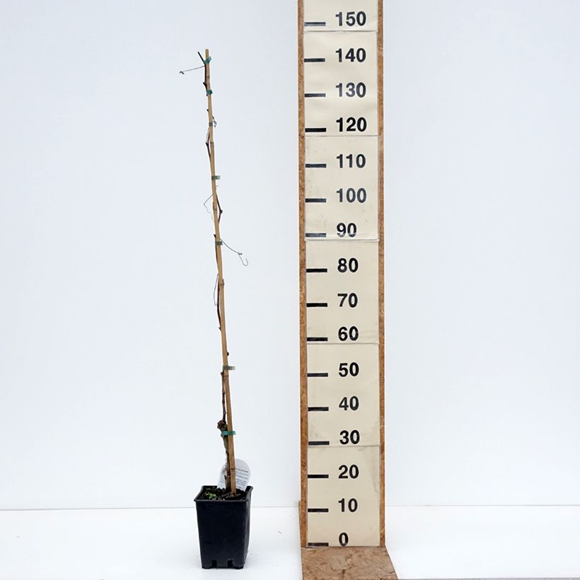 Vitis vinifera Black Magic - Grape vine 1.5L/2L pot sample as delivered in winter