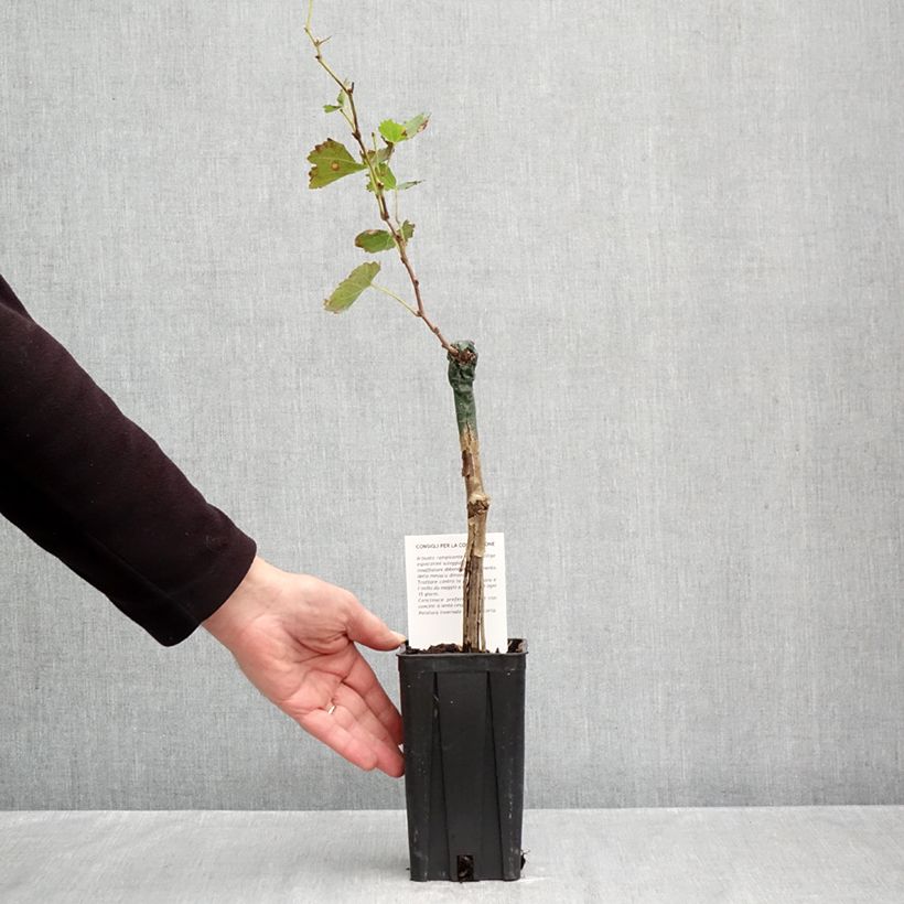 Vitis vinifera Bonarda - Grapevine 1.5L/2L pot sample as delivered in autumn