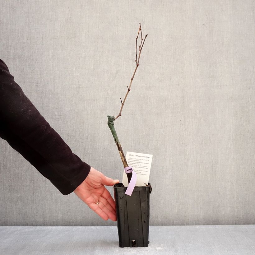 Vitis vinifera Bonarda - Grapevine 1.5L/2L pot sample as delivered in winter