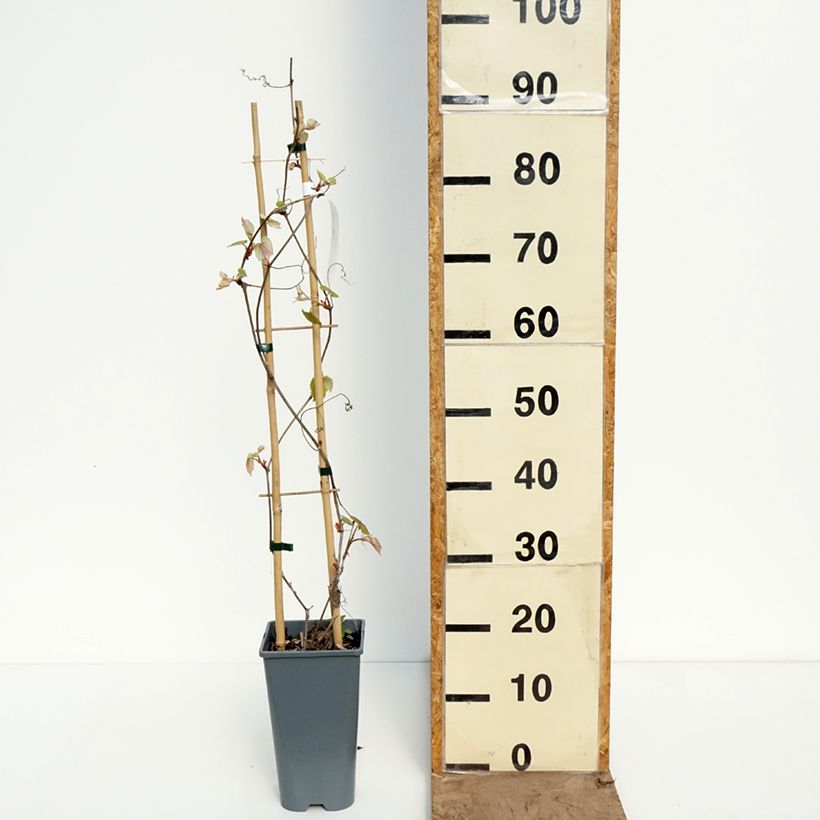 Vitis vinifera Brant - Grape vine 2L/3L pot sample as delivered in spring