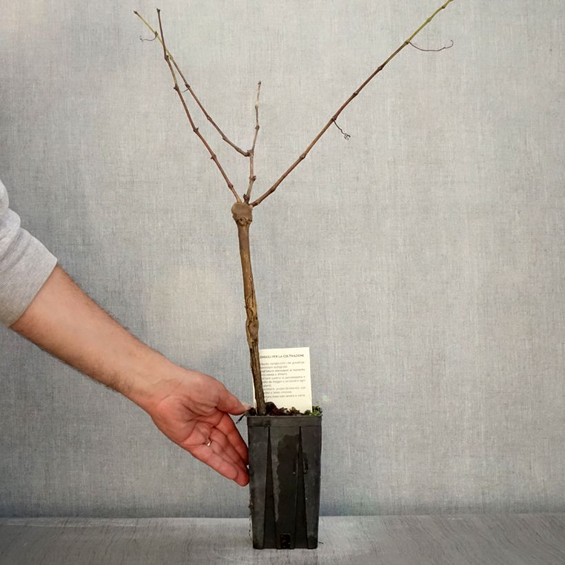 Vitis vinifera Cabernet Sauvignon - Grape vine 1L/1.5L pot sample as delivered in autumn