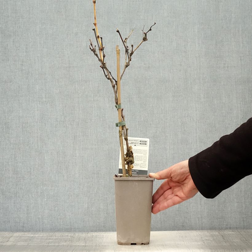 Vitis vinifera Cardinal - Grape vine 1.5L/2L pot sample as delivered in autumn