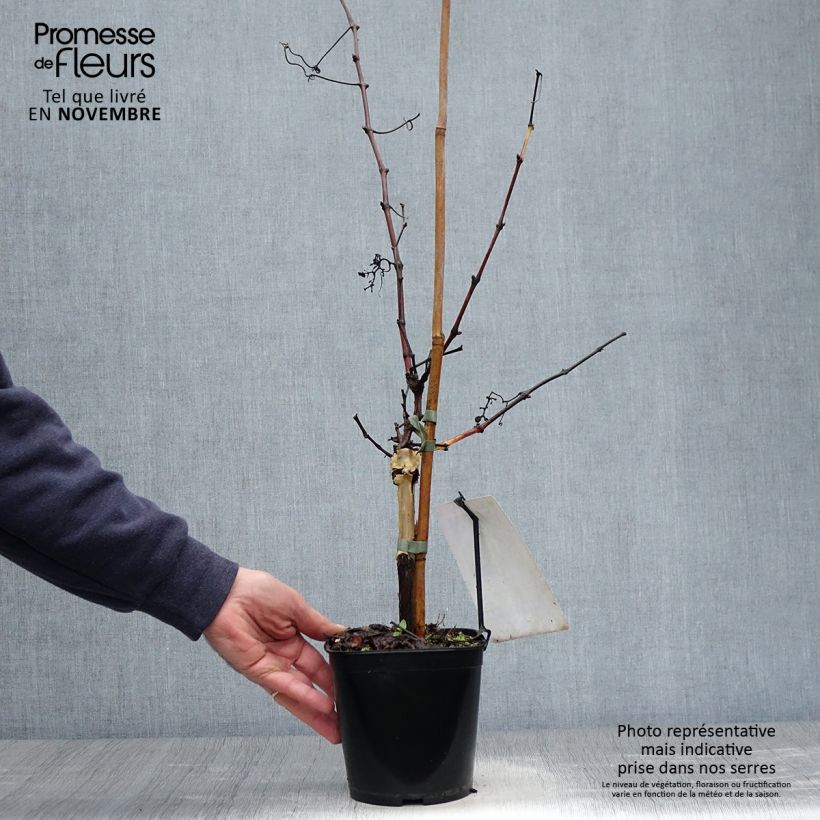 Vitis vinifera Chasselas Doré - Grape vine 2L/3L pot sample as delivered in autumn