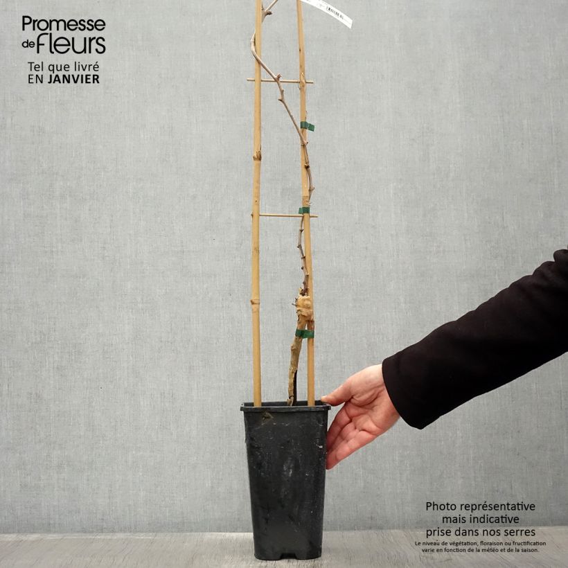 Vitis vinifera Chasselas Doré - Grape vine 2L/3L pot sample as delivered in winter