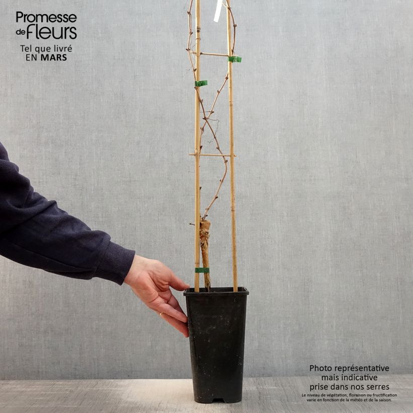 Vitis vinifera Rose Chasselas - Grape vine 2L/3L pot sample as delivered in spring