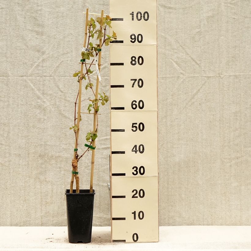 Vitis vinifera Chasselat Cioutat - Grape vine 1.5L/2L pot sample as delivered in spring