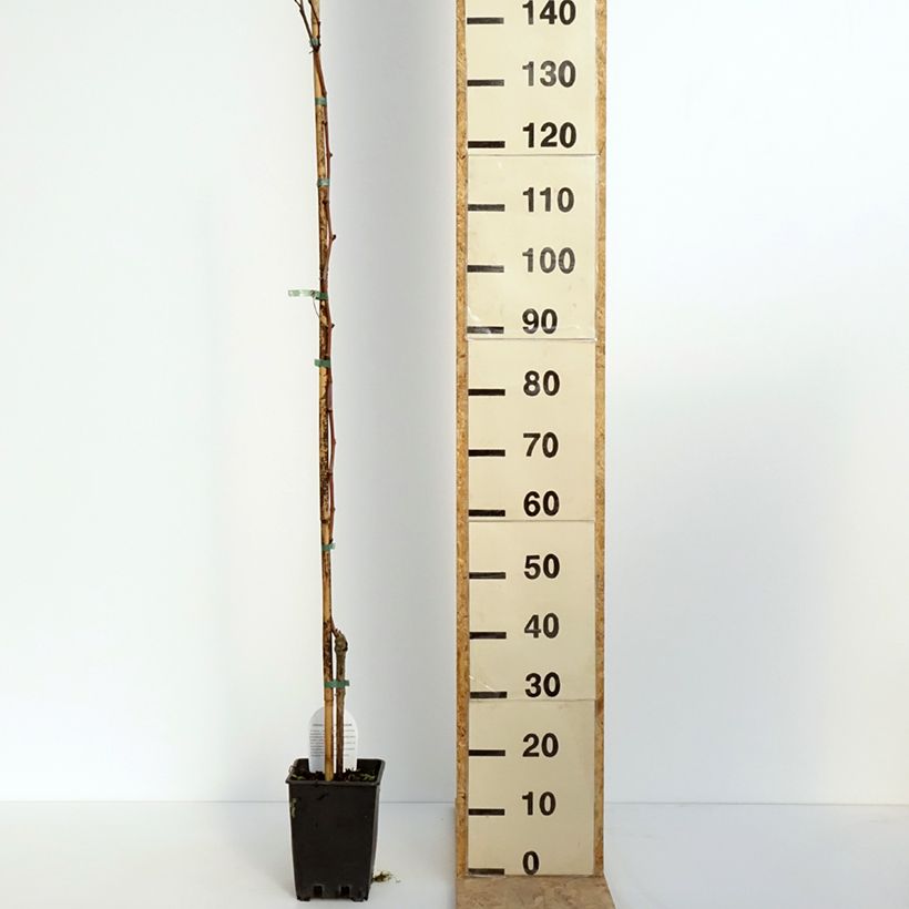 Vitis vinifera Citrina - Grapevine 1.5L/2L pot sample as delivered in spring