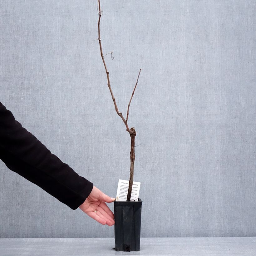 Vitis vinifera Cortese - Grape vine 1.5L/2L pot sample as delivered in winter
