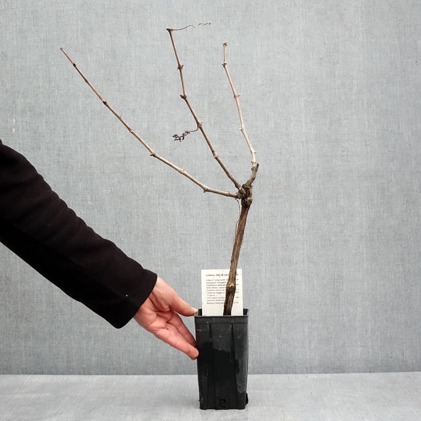 Vitis vinifera Cortese - Grape vine 1.5L/2L pot sample as delivered in spring