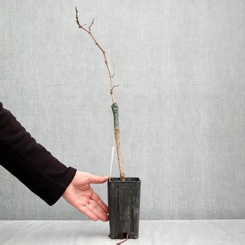 Vitis vinifera Croatina - Grapevine 1.5L/2L pot sample as delivered in autumn