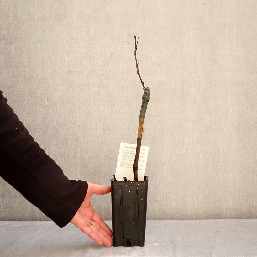 Vitis vinifera Croatina - Grapevine 1.5L/2L pot sample as delivered in winter