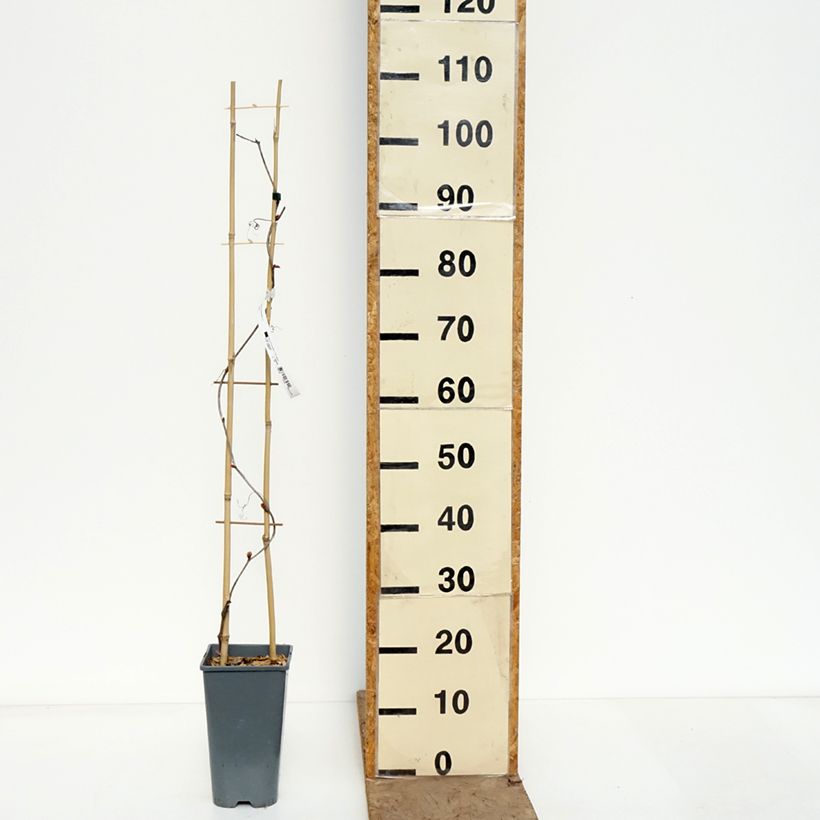 Vitis coignetiae Sunning Dale 3L/4L pot sample as delivered in spring