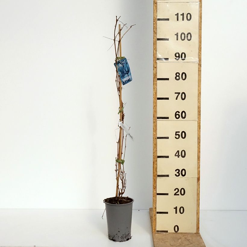 Vitis riparia 3L/4L pot sample as delivered in spring