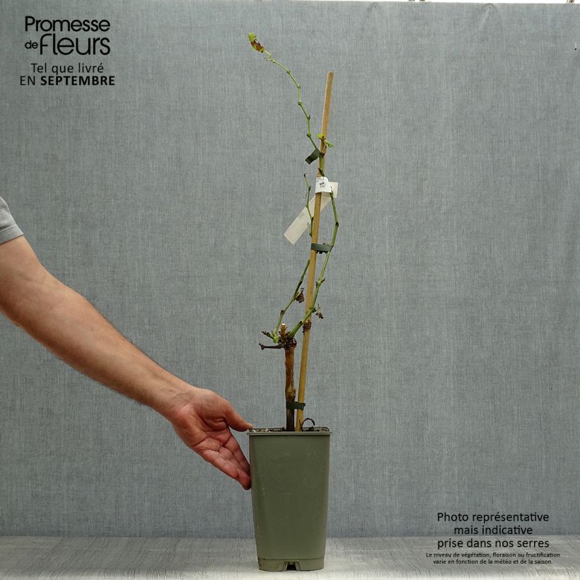 Vitis vinifera Dattier de Beyrouth - Grape vine 1.5L/2L pot sample as delivered in autumn