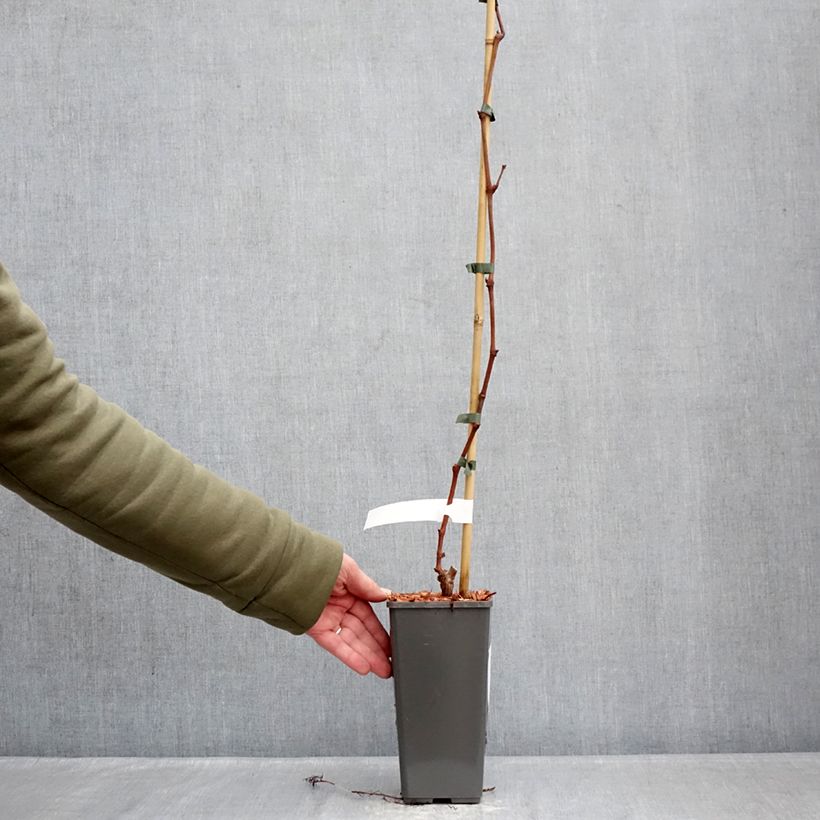 Vitis vinifera Attika 2L/3L pot sample as delivered in winter