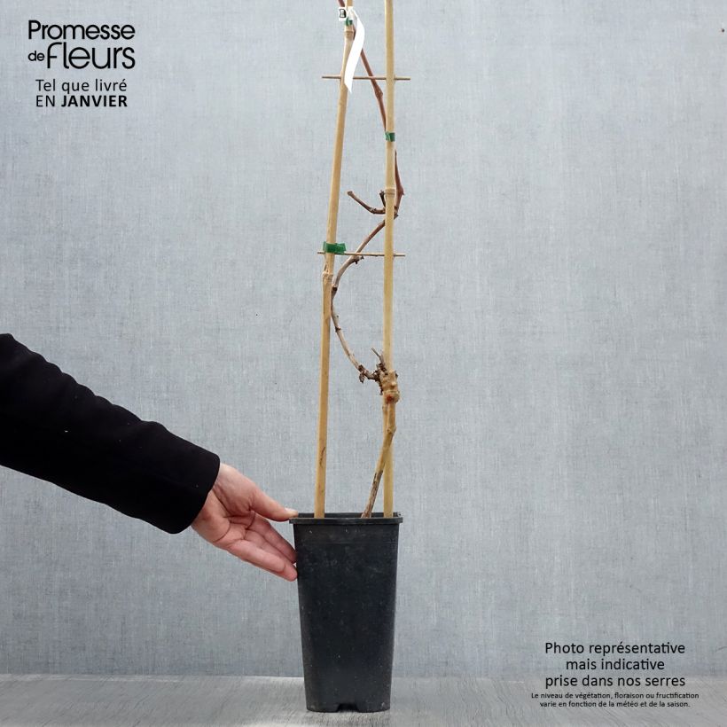 Vitis vinifera Autumn Royal' Table Grape - Seedless red variety 2L/3L pot sample as delivered in winter