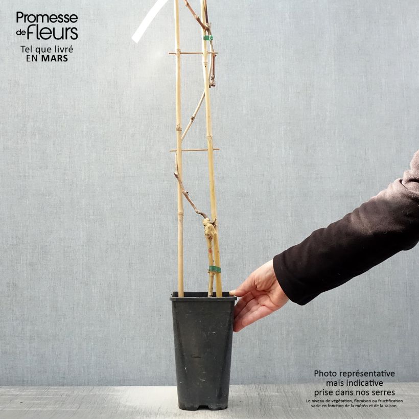 Vitis vinifera Autumn Royal' Table Grape - Seedless red variety 1.5L/2L pot sample as delivered in spring