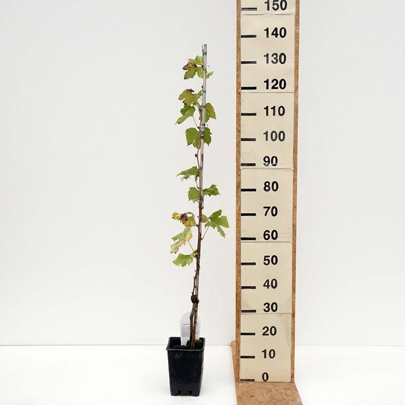 Vitis vinifera Corniola - Grapevine 1.5L/2L pot sample as delivered in autumn