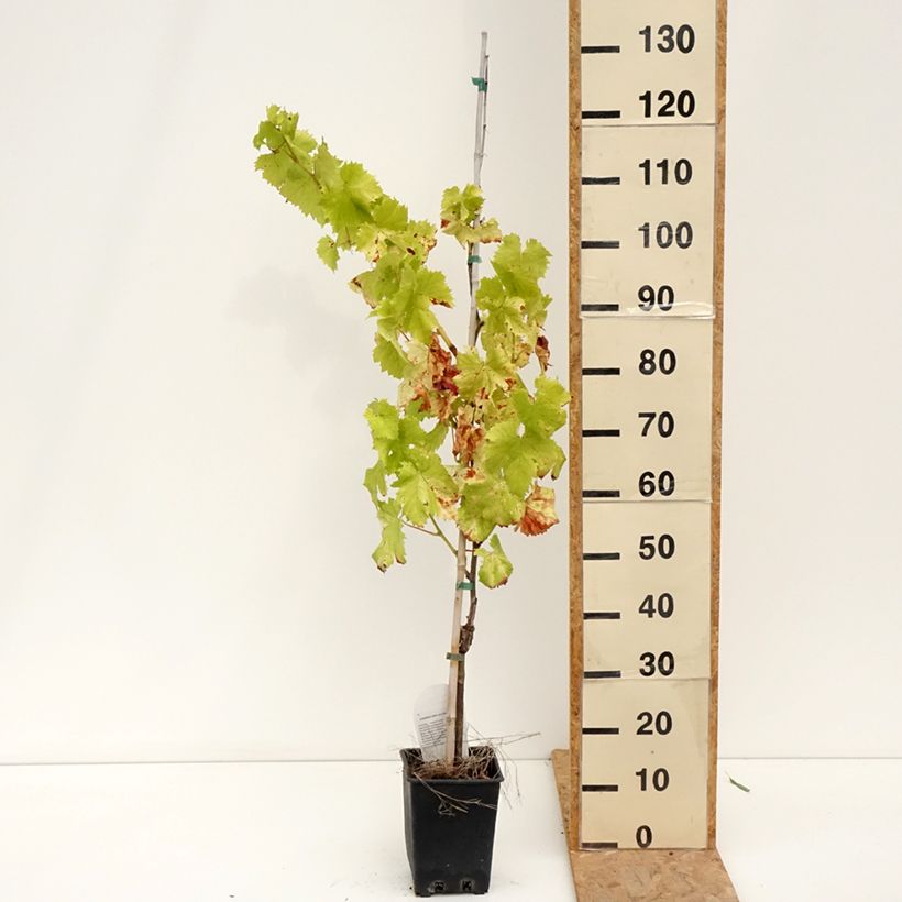 Vitis vinifera Corniola - Grapevine 1.5L/2L pot sample as delivered in summer