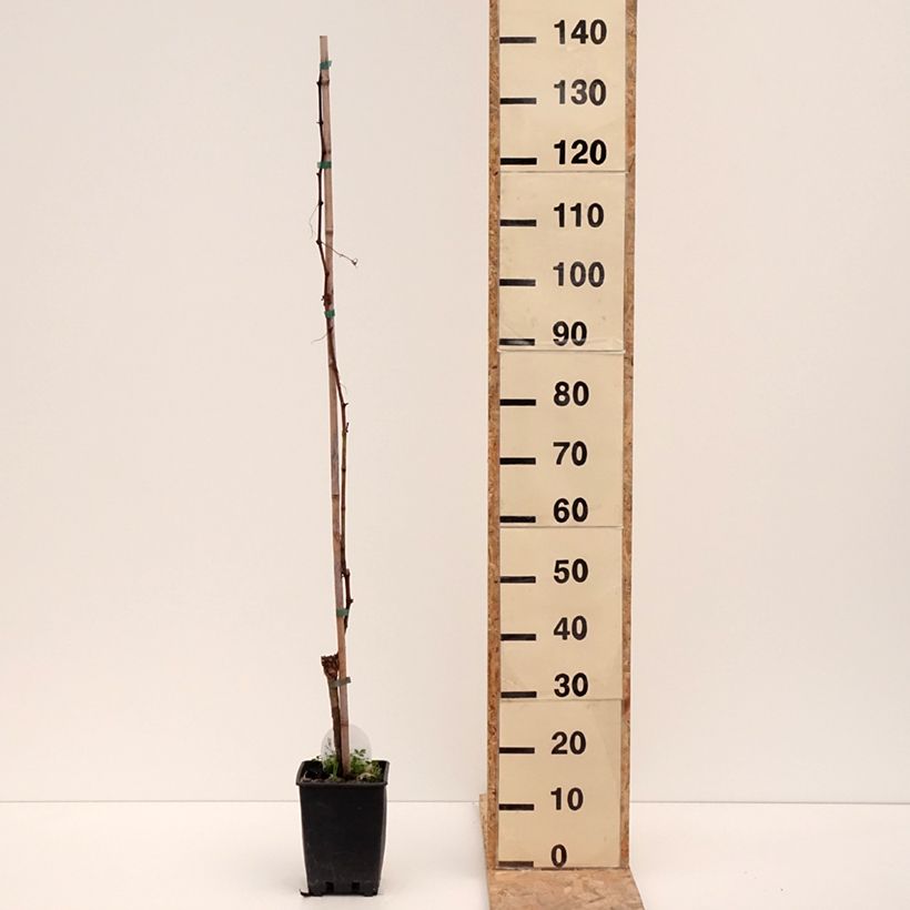 Vitis vinifera Corniola - Grapevine 1.5L/2L pot sample as delivered in winter