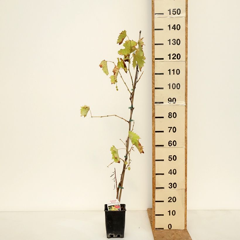 Vitis Francese Bianca - Dessert Grape 3L/4L pot sample as delivered in autumn