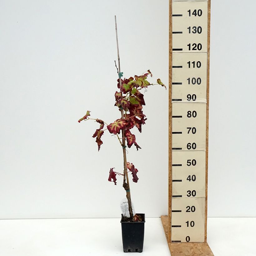 Vitis vinifera Leopoldo - Grape vine 1.5L/2L pot sample as delivered in autumn