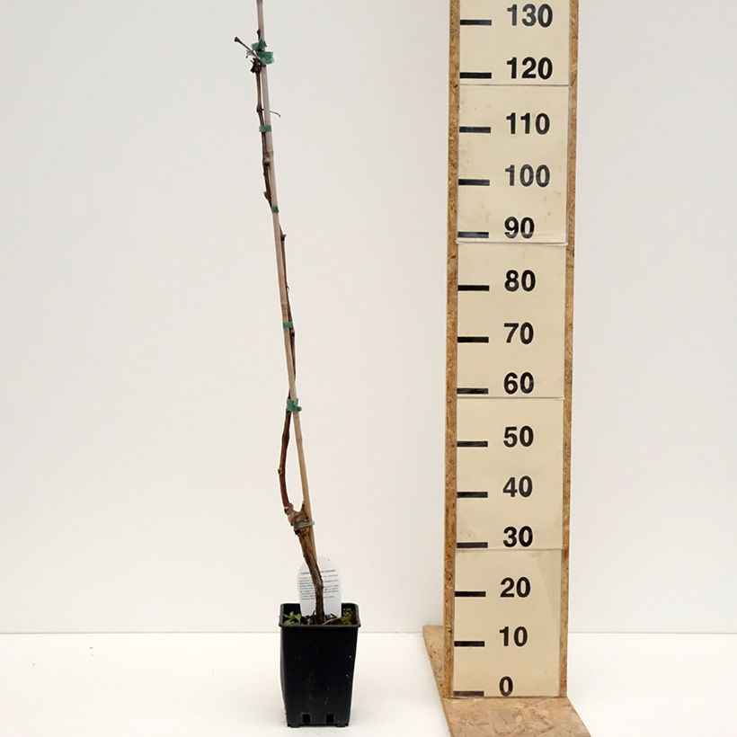 Vitis vinifera Leopoldo - Grape vine 1.5L/2L pot sample as delivered in spring