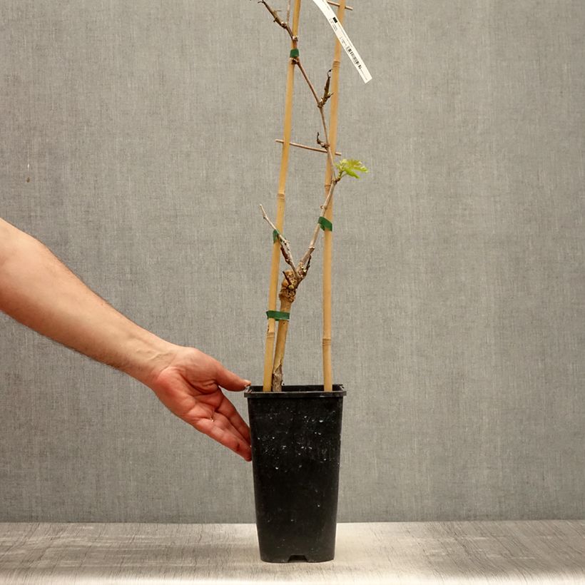 Vitis vinifera Lilla 3L/4L pot sample as delivered in spring