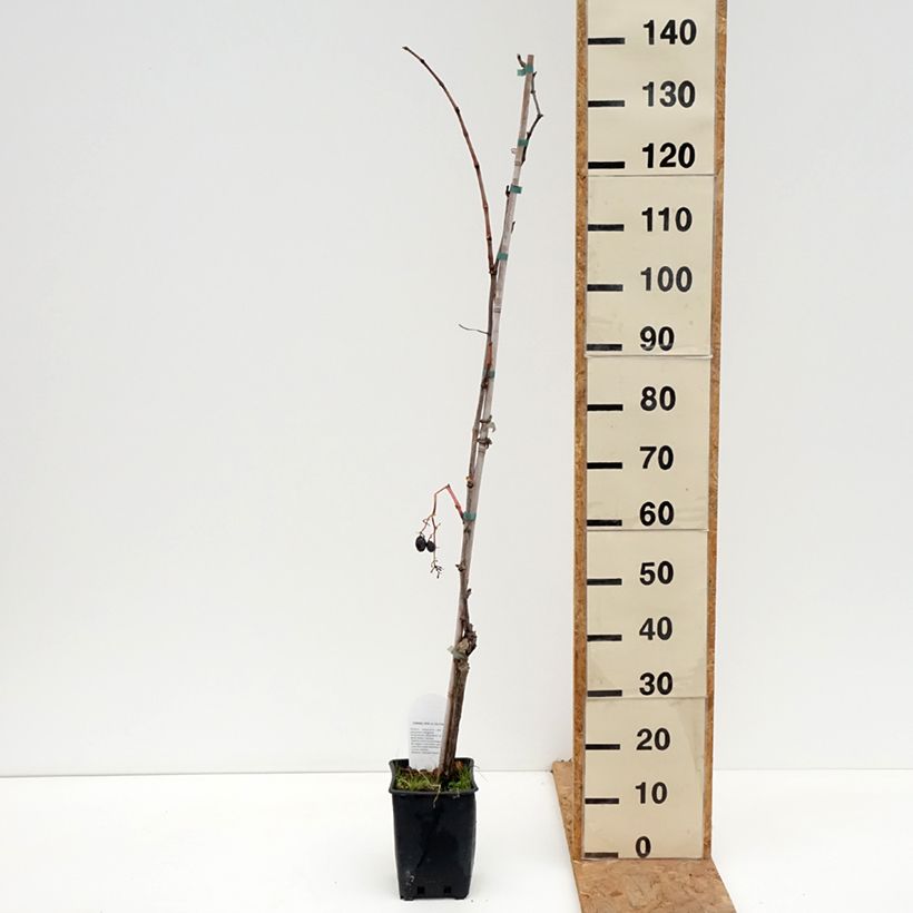 Vitis vinifera Michele Palieri - Grape vine 1.5L/2L pot sample as delivered in autumn