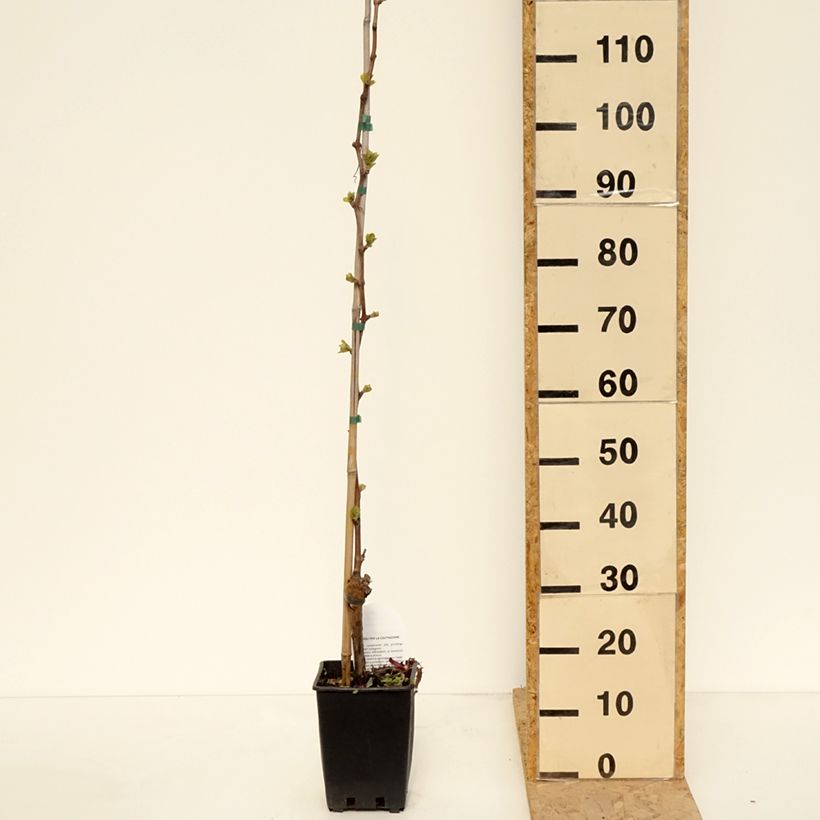 Vitis vinifera Michele Palieri - Grape vine 1.5L/2L pot sample as delivered in spring