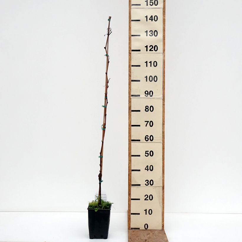 Vitis vinifera Moscato d'Adda - Grape vine 1.5L/2L pot sample as delivered in winter