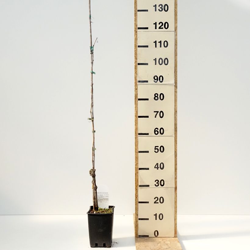 Vitis vinifera Moscato Giallo - Grape vine 1.5L/2L pot sample as delivered in spring