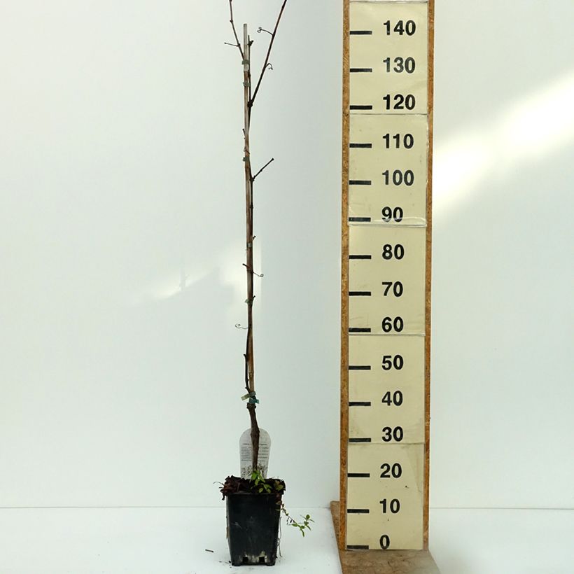 Vitis labrusca x vinifera Opalina - Dessert Grape 1.5L/2L pot sample as delivered in autumn