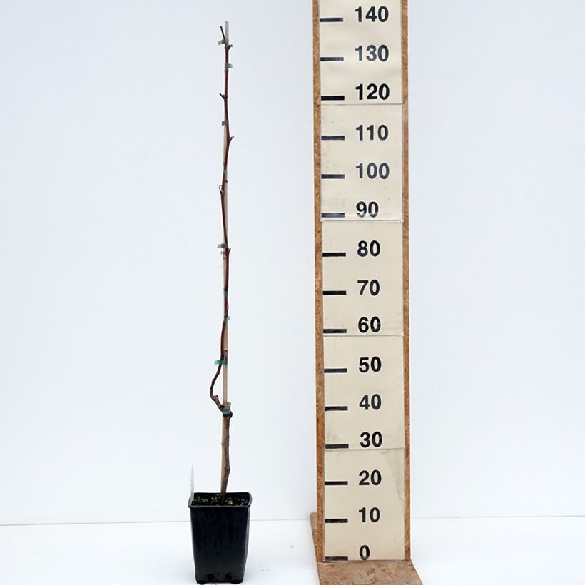 Vitis labrusca x vinifera Opalina - Dessert Grape 1.5L/2L pot sample as delivered in winter