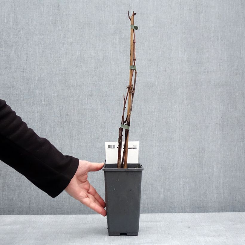 Vitis vinifera Picurka 1.5L/2L pot, Clump sample as delivered in winter